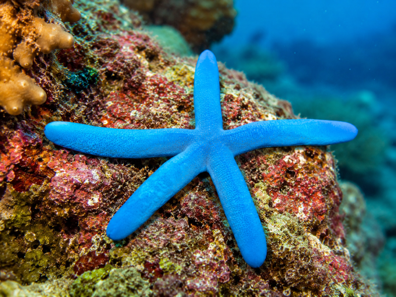 Linckia laevigata Blauer Seestern